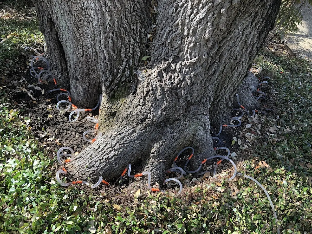 Detailed Tree Cabling and Bracing job site in Teeds Grove