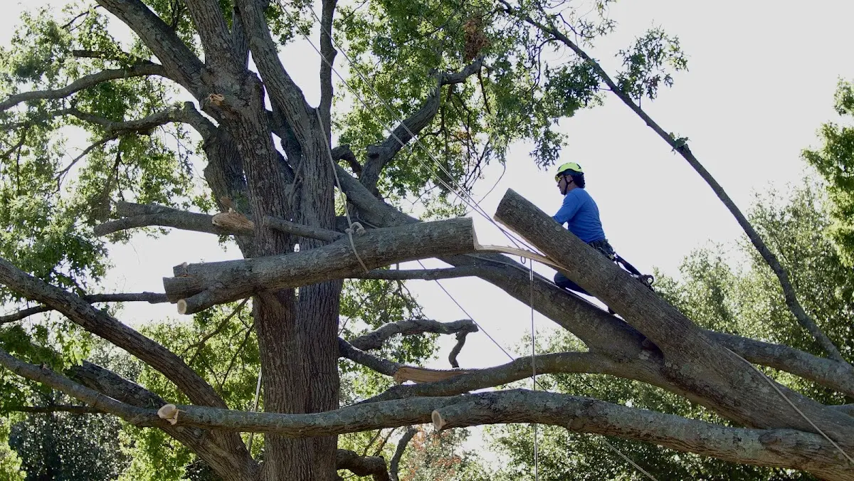 Professional Hazardous Tree Removal performed by certified arborists in Teeds Grove