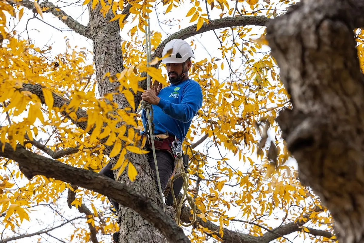 Skilled Tree Planing crew working in Teeds Grove