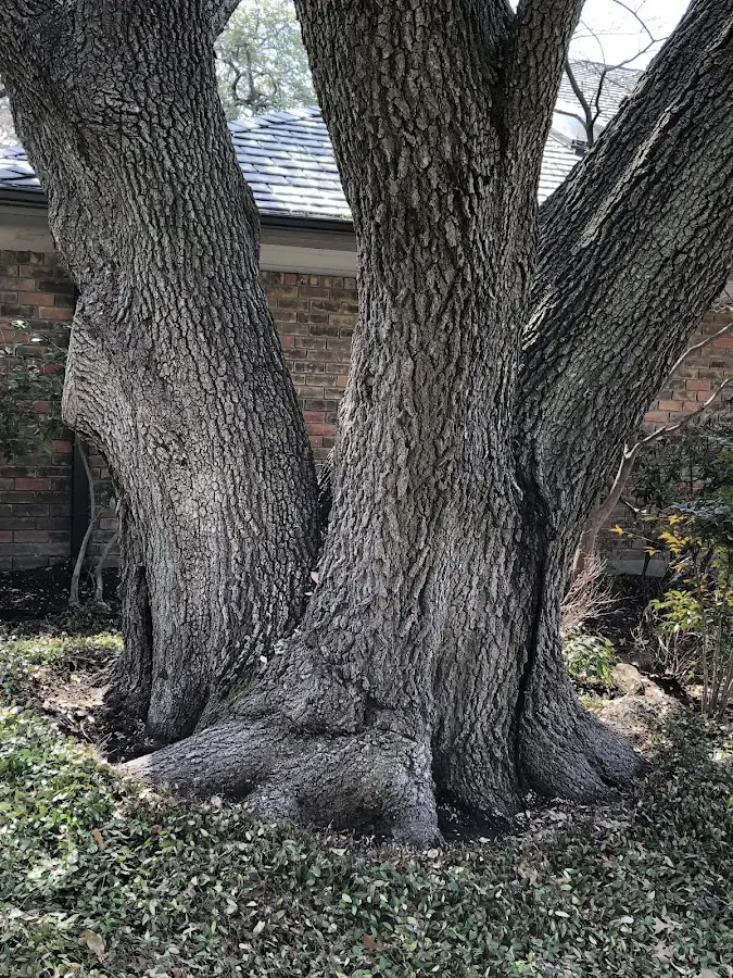 Mature heritage tree close to a Teeds Grove property cared for by certified arborists